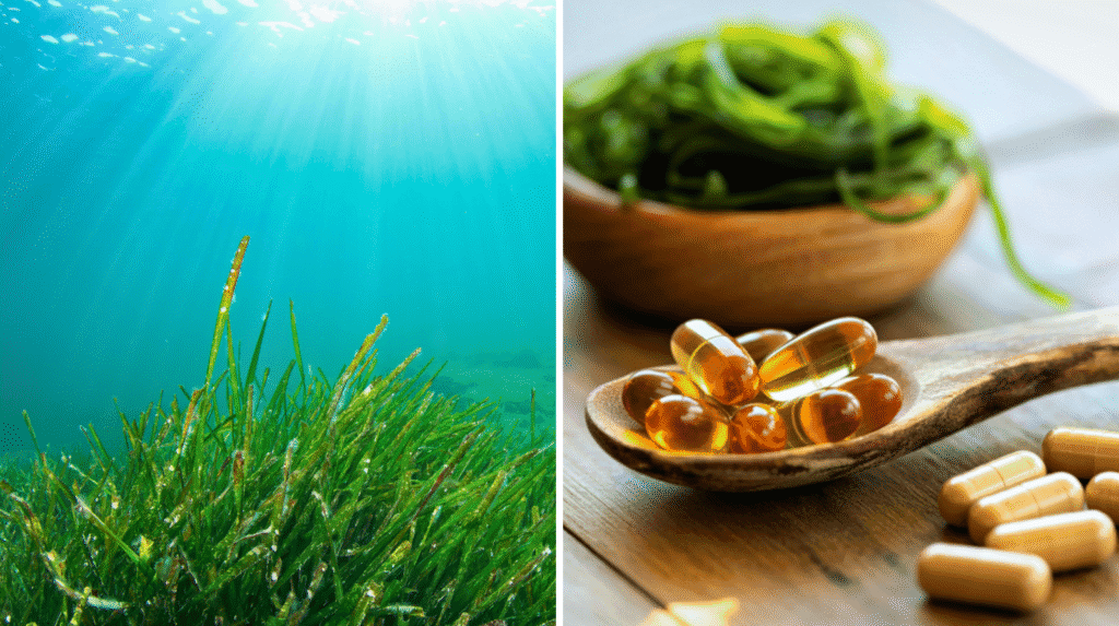 Algen unter Wasser neben DHA/EPA-Kapseln – der Vergleich zwischen Algenöl und Fischöl.