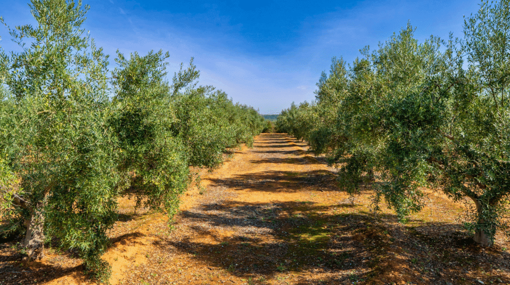 Olivenhain mit Reihen von Olivenbäumen in mediterraner Landschaft