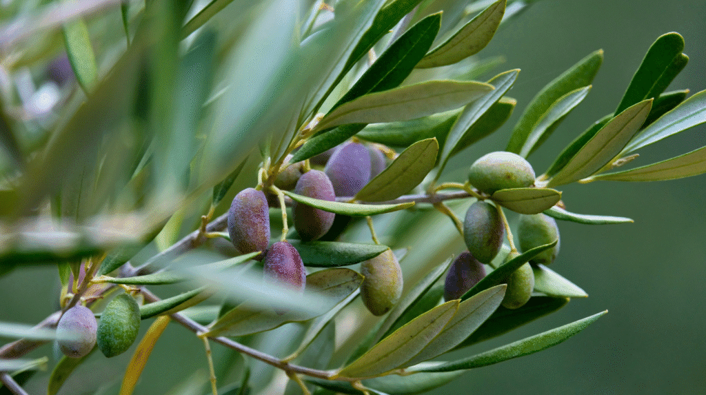 Olivenzweig mit unterschiedlich reifen grünen und violetten Oliven am Baum