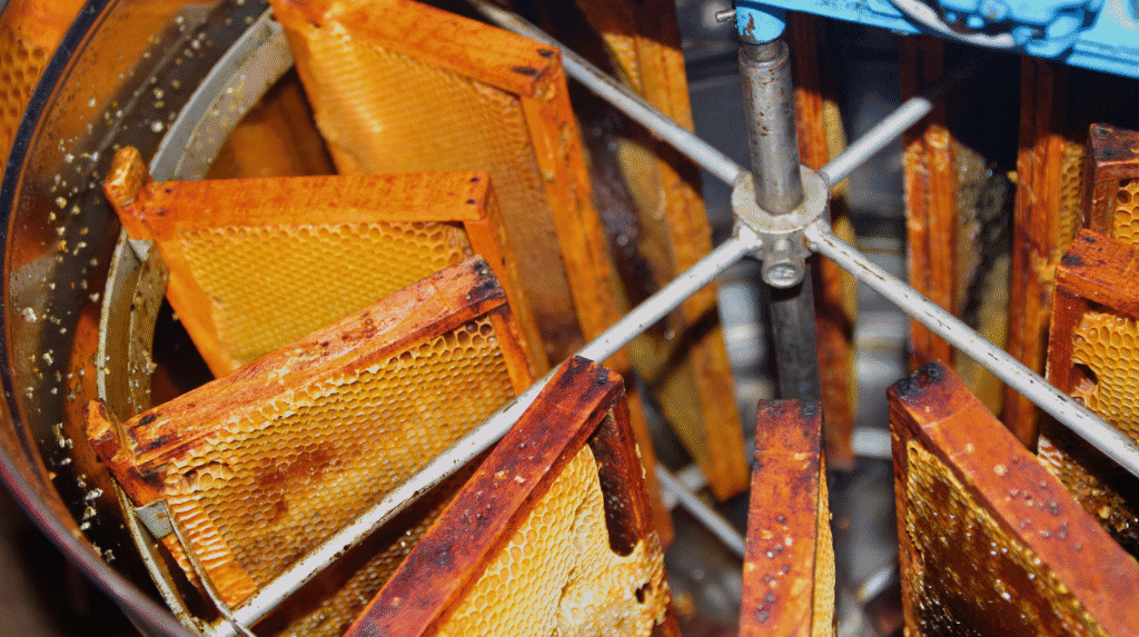 Honigwaben in einer Schleuder während der Verarbeitung