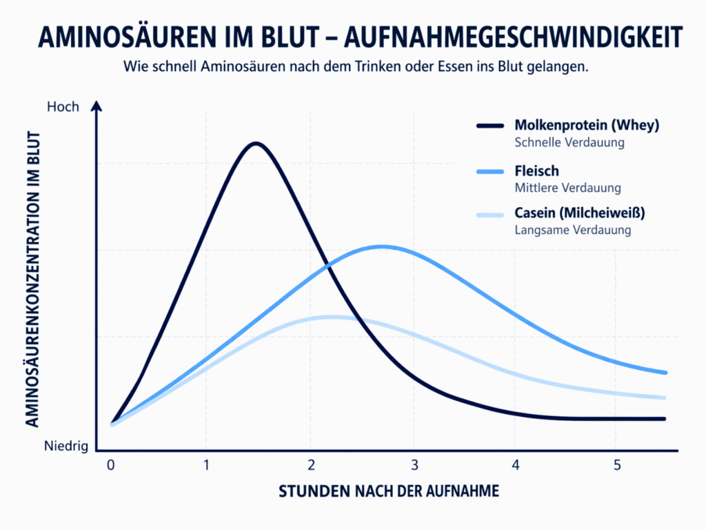 Vergleich der Aufnahmegeschwindigkeit von Whey, Fleisch und Casein im Blut