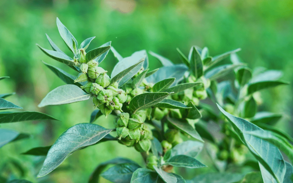 Ashwagandha als Supplement: Grüne Ashwagandha-Pflanze mit Blättern und unreifen Früchten